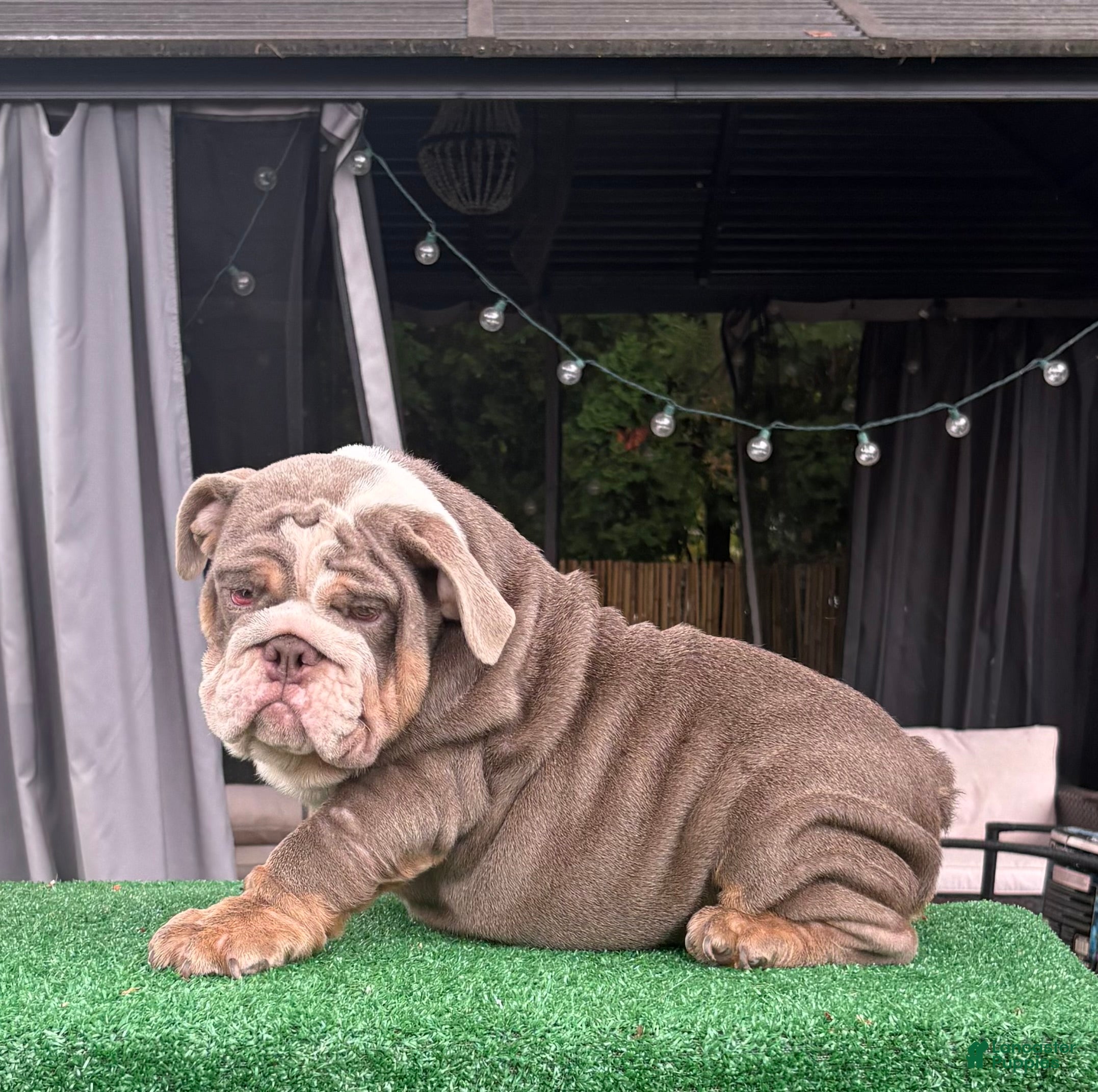 Bulldog Breeders Wrinkly Bulldog Puppies Price Blue French Bulldog - Main Image