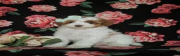 Miniature Poodle dogs for sale: Maricel - Ad 1