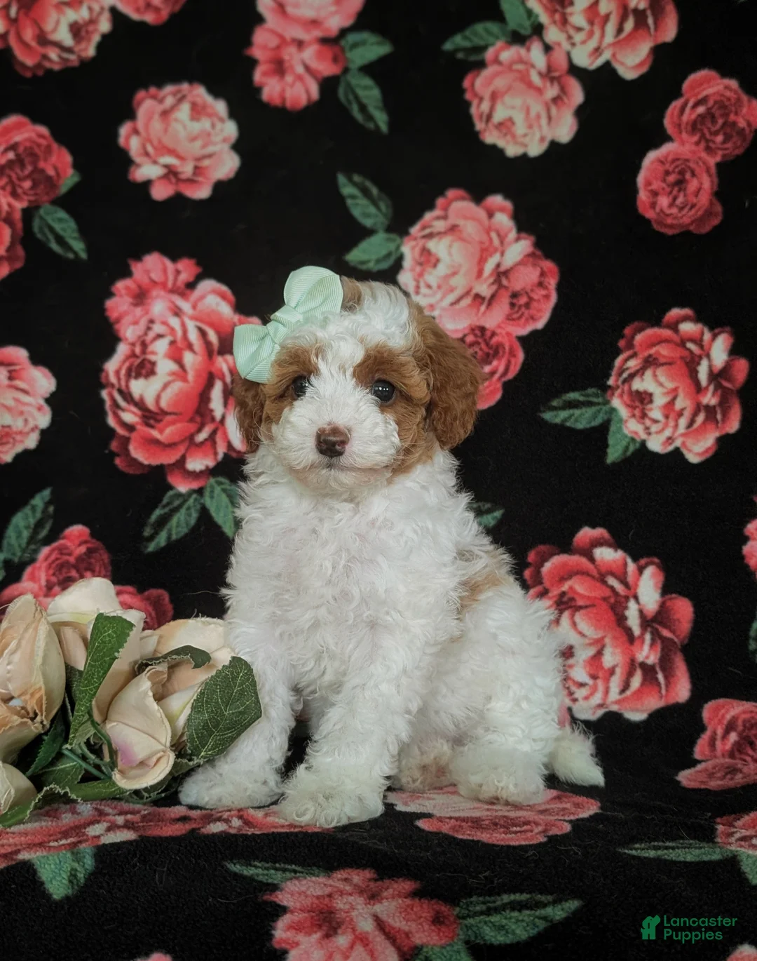 Miniature Poodle dogs for sale: Maricel - Ad 1