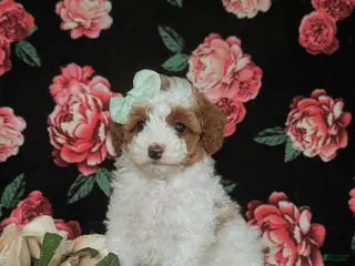 Miniature Poodle dogs for sale: Maricel - Ad 3
