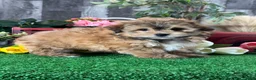 Havanese dogs for sale: Hero - Ad 2