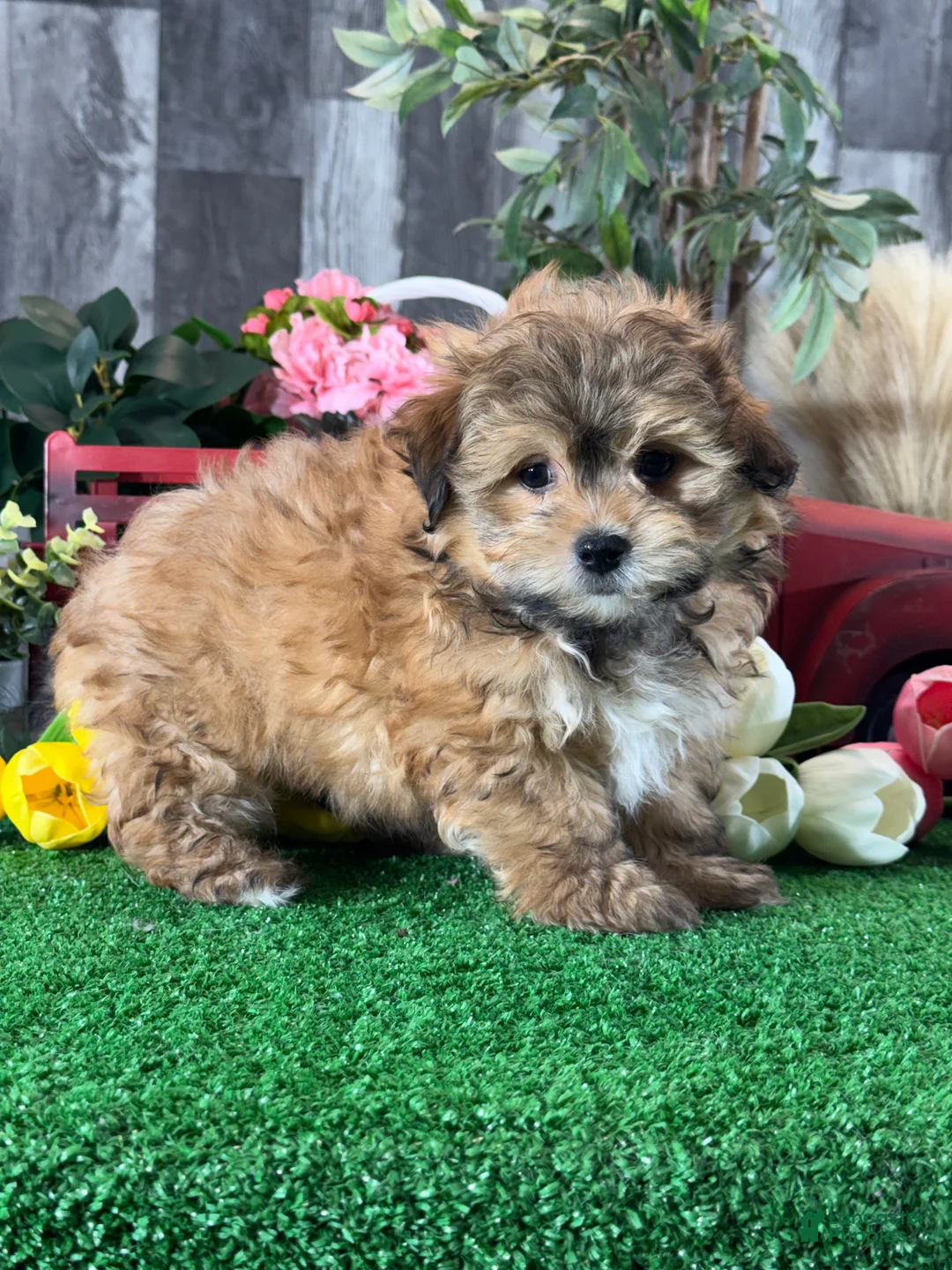 Havanese dogs for sale: Hero - Ad 2