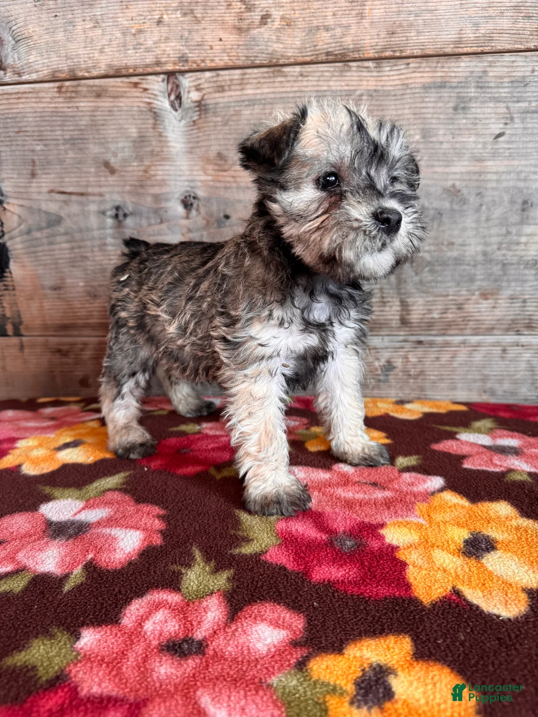 Miniature Schnauzer dogs for sale: Miniature Schnauzer Puppy 3 - Ad 3