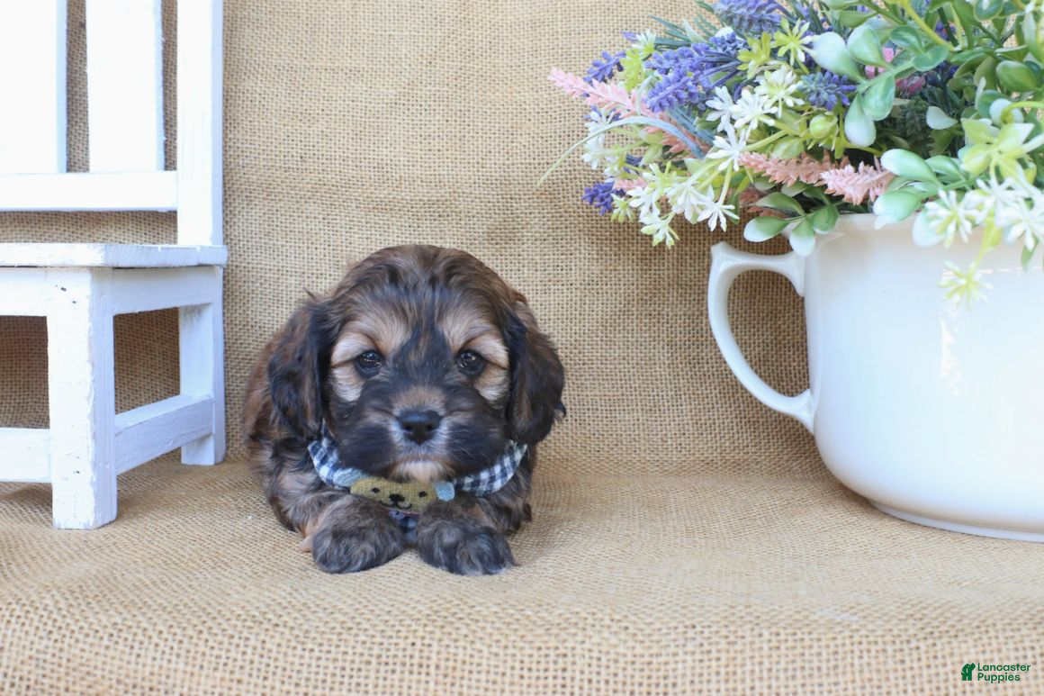 Cockapoo dogs Carter - Ad 2