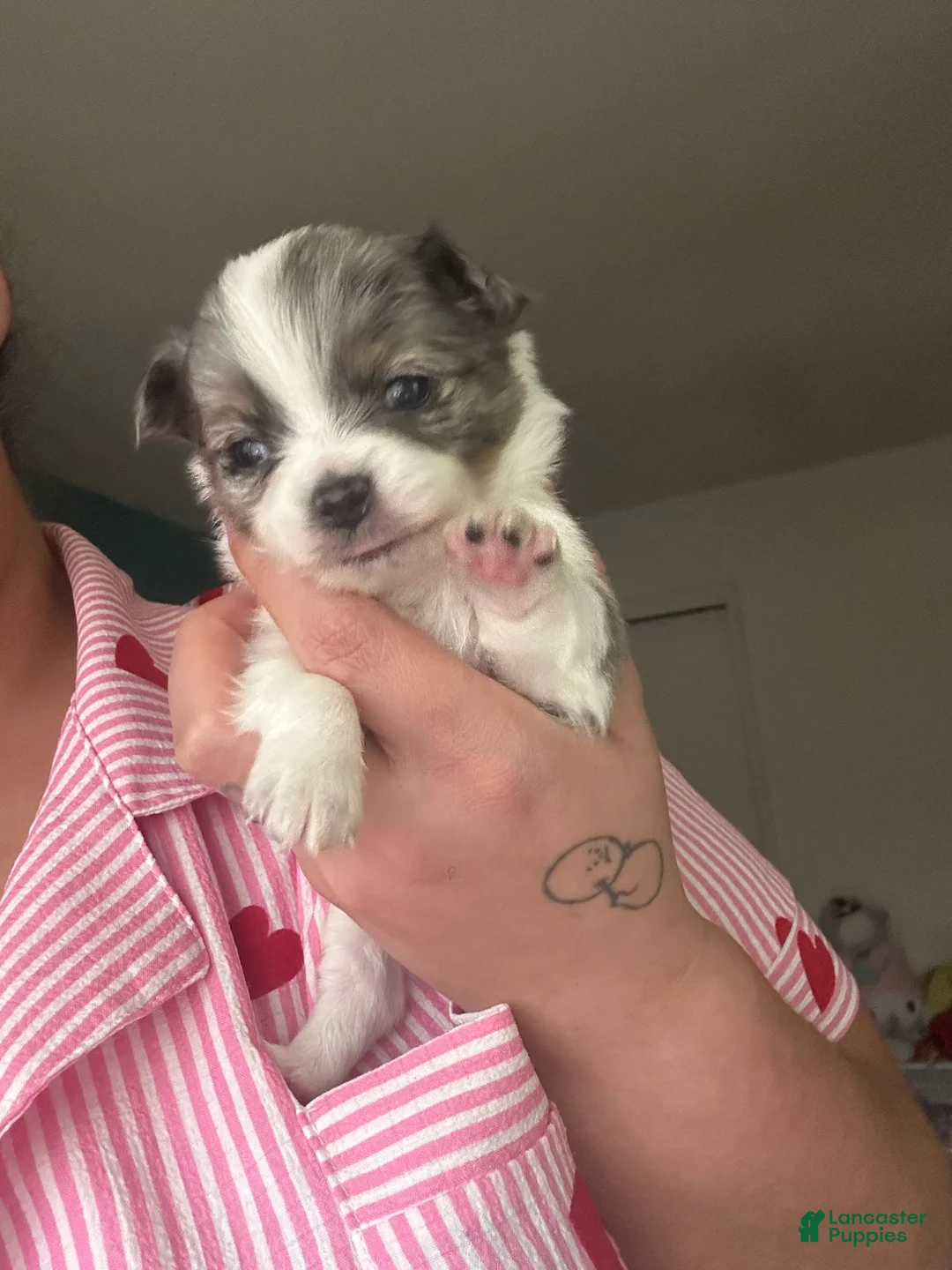 Chihuahua dogs for sale: Chihuahua Puppy 3 - Ad 1