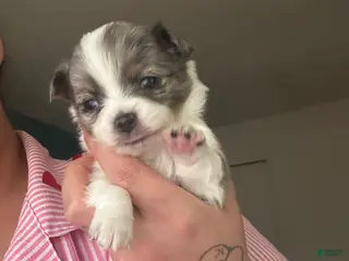 Chihuahua dogs Chihuahua Puppy 3 - Ad 26