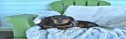 Miniature Dachshund dogs for sale: Felicity - Ad 5