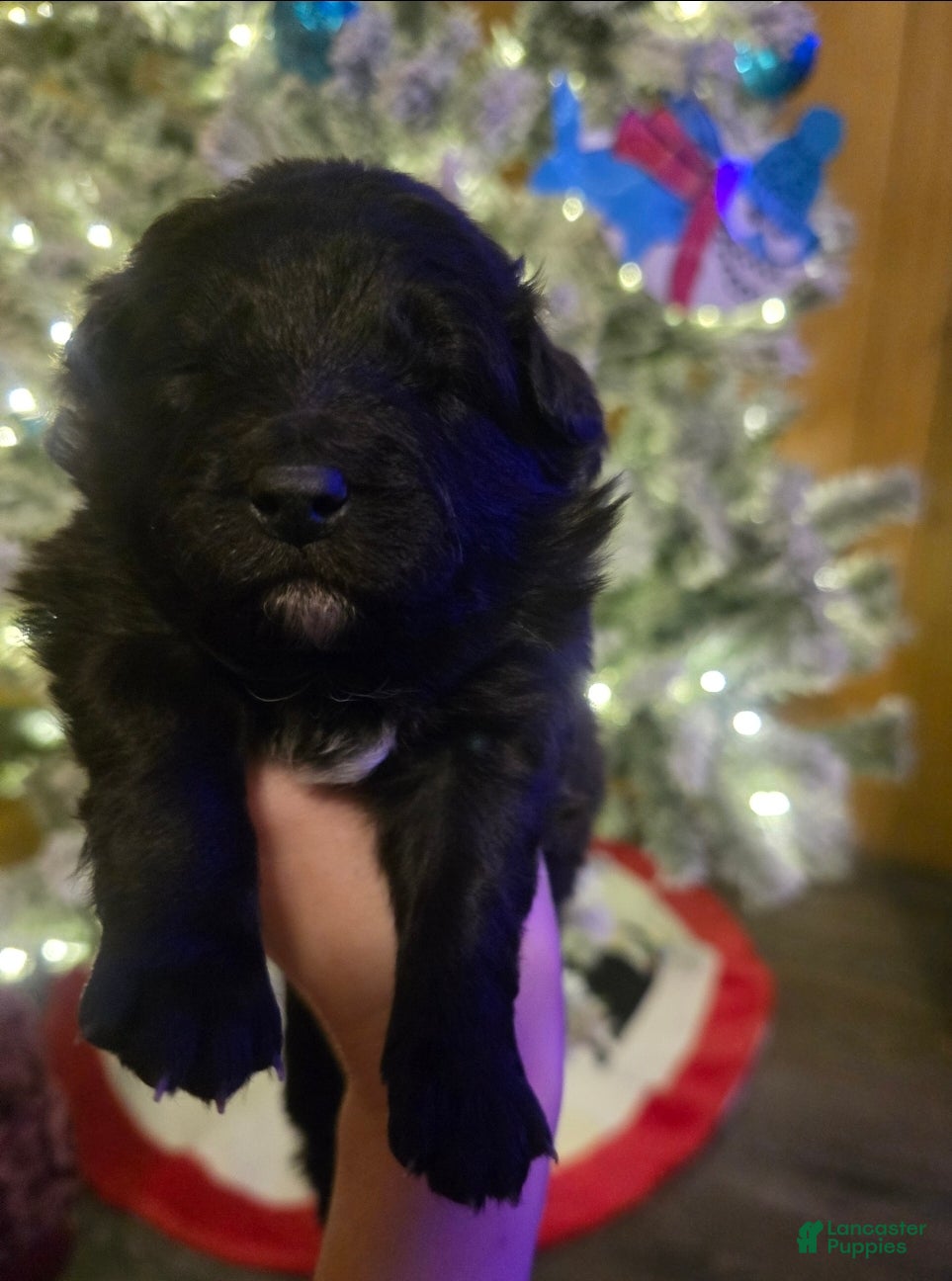 Mixed Breed dogs Stardust - Ad 1