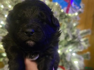 Mixed Breed dogs Stardust - Ad 1