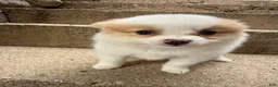 Pomeranian dogs for sale: Rudy - Ad 3