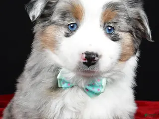Miniature Australian Shepherd dogs Riley - Ad 39