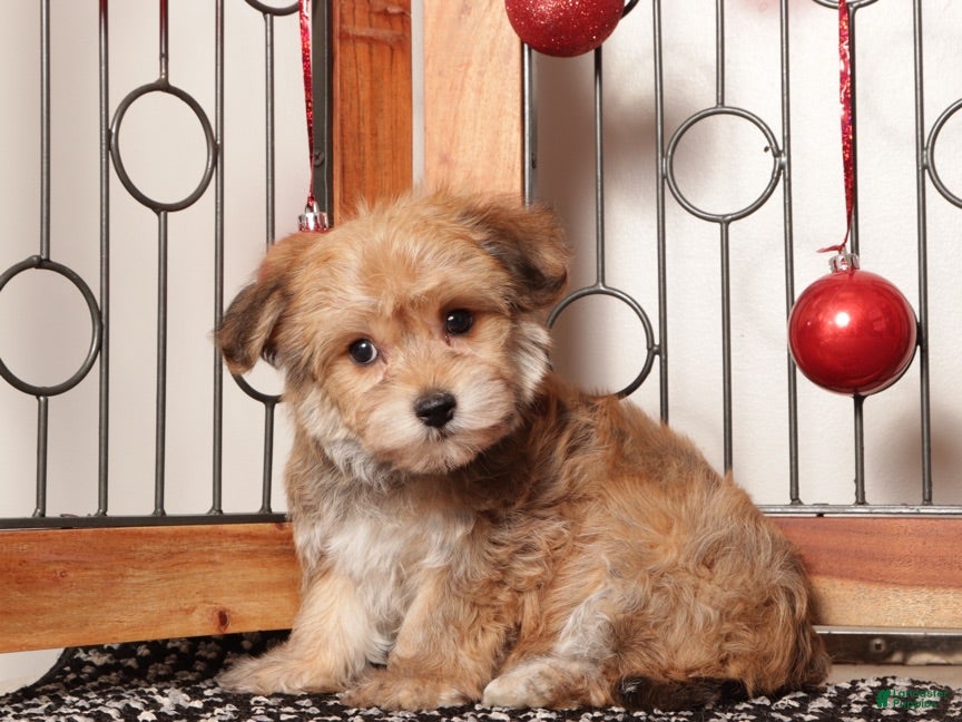 Yochon dogs Josie - Ad 3