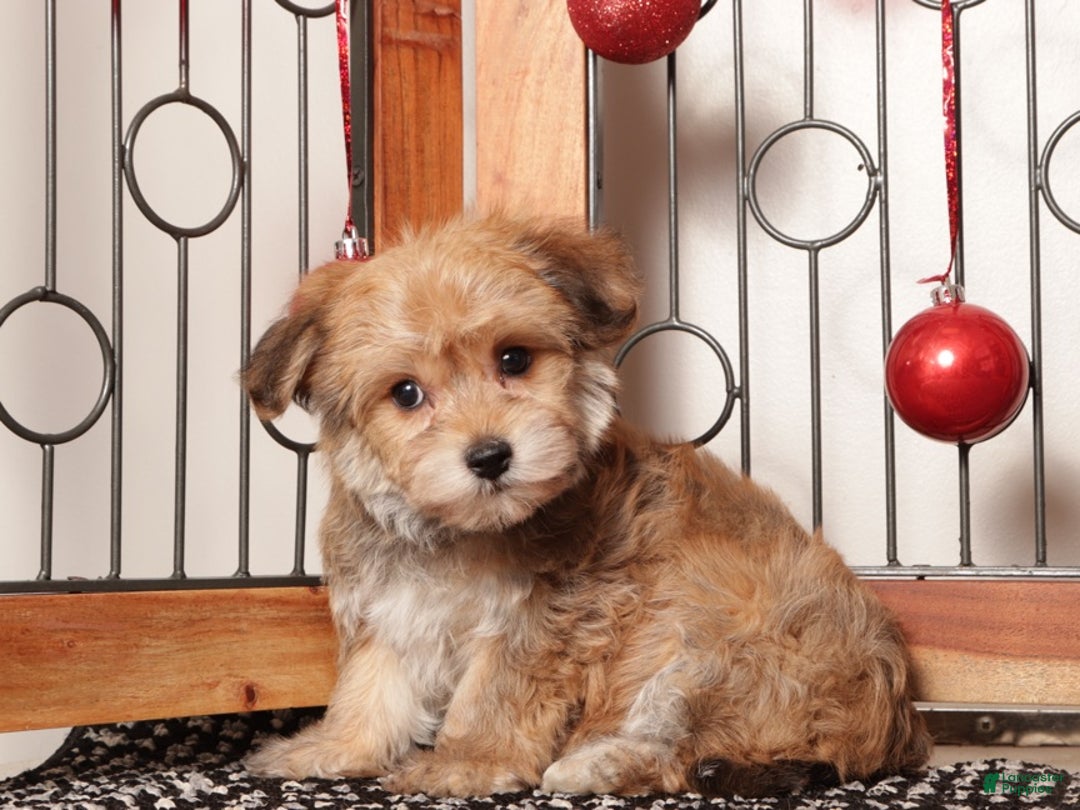 Yochon dogs for sale: Josie - Ad 1