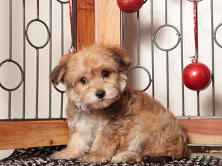 Yochon dogs Josie - Ad 3