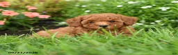 Toy Poodle dogs for sale: Crackle - Ad 3