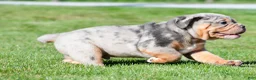 Beabull dogs for sale: Tucker - Ad 3