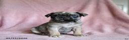 Pug dogs for sale: Moose - Ad 3