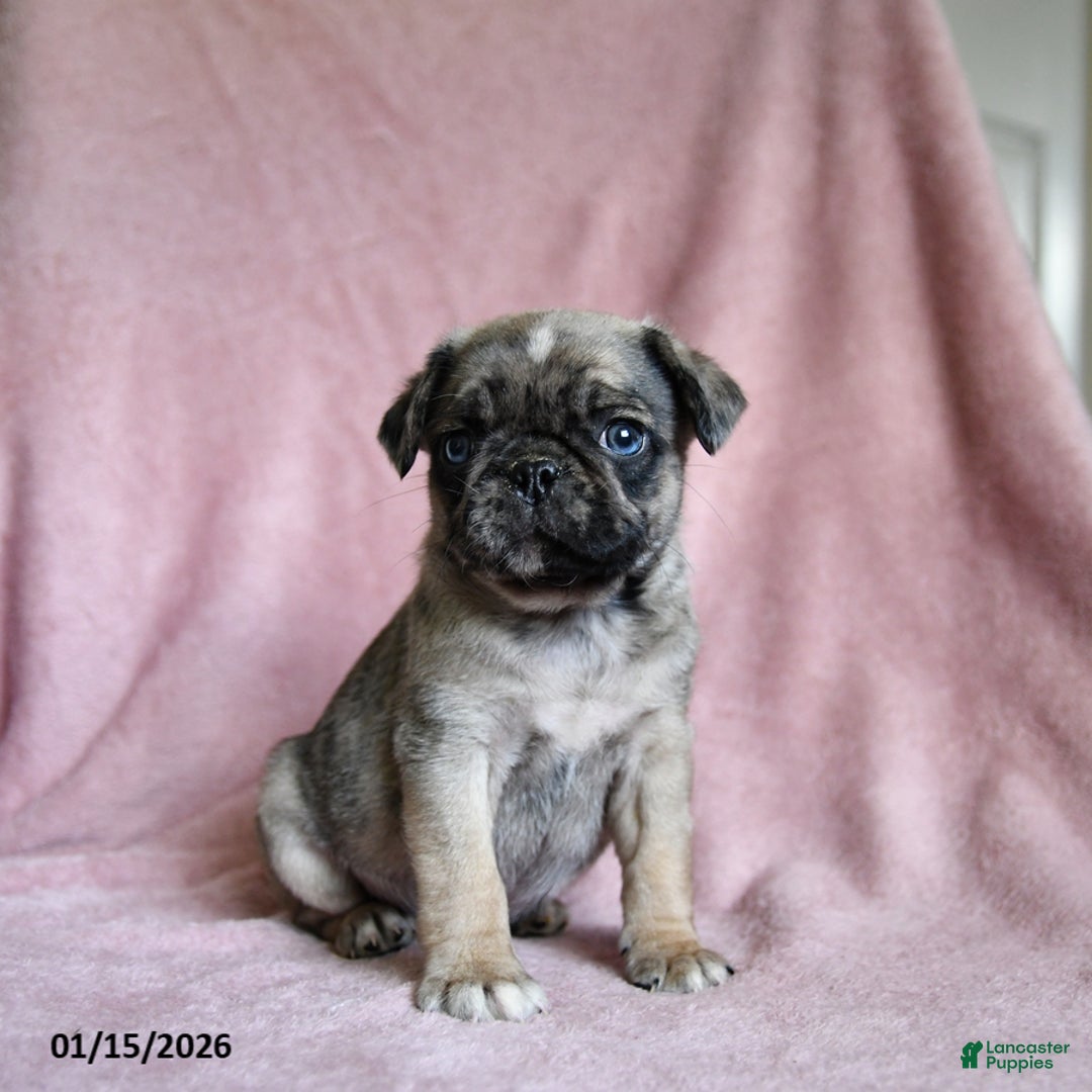 Pug dogs for sale: Moose - Ad 3