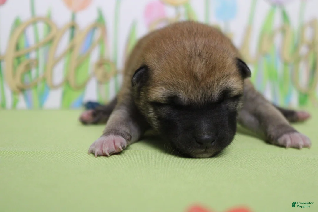 Shiba Inu dogs for sale: Dylan  - Ad 2