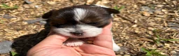 Shorkie dogs for sale: Ellen - Ad 2