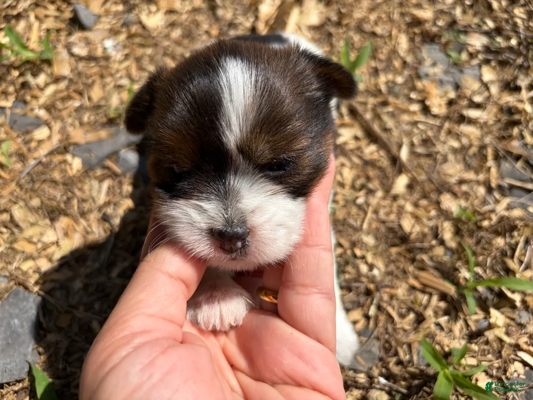 Shorkie dogs for sale: Ellen - Ad 2