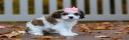 Cavachon dogs for sale: Bella - Ad 5