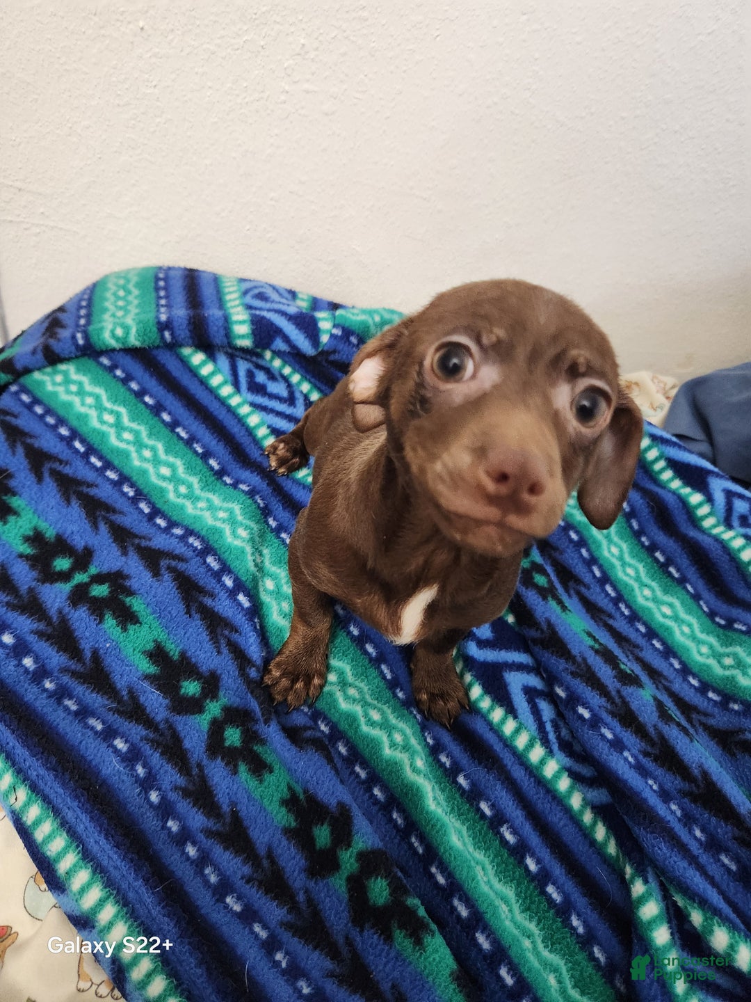 Mixed Breed dogs for sale: Mixed Breed Puppy 1 - Ad 3