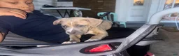 American Bully dogs for sale: American Bully 1 - Ad 3