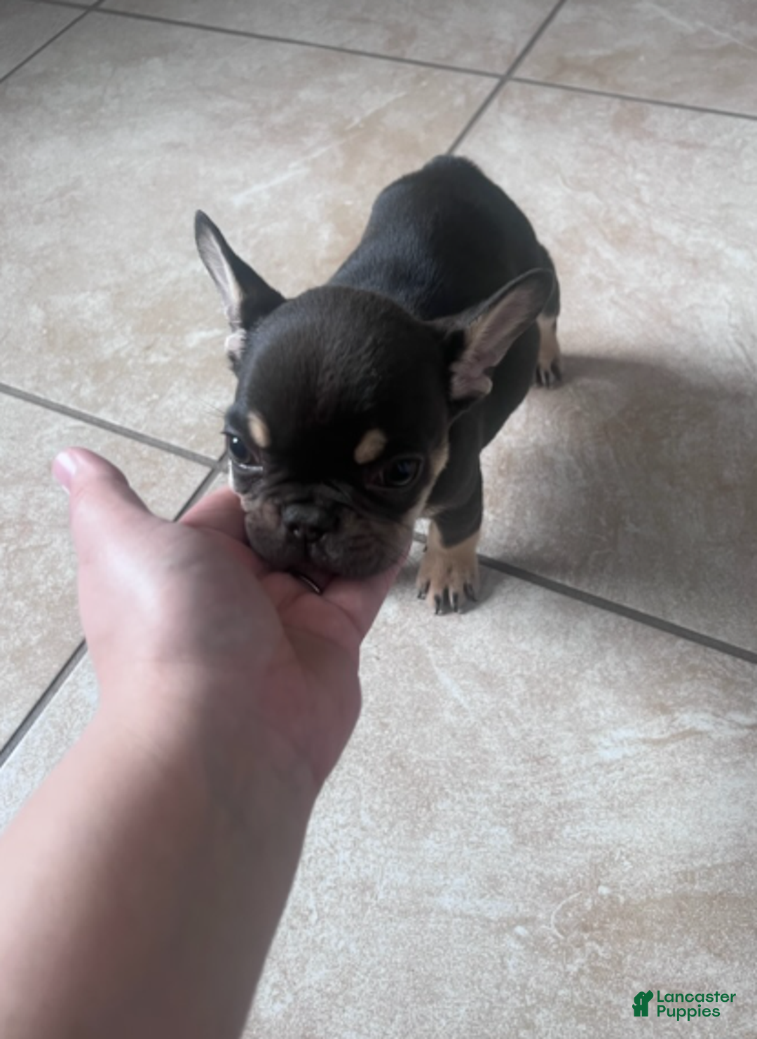 French Bulldog dogs for sale: French Bulldog Girl - Ad 3