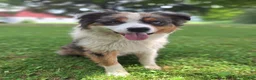 Australian Shepherd dogs for sale: Adam - Ad 21