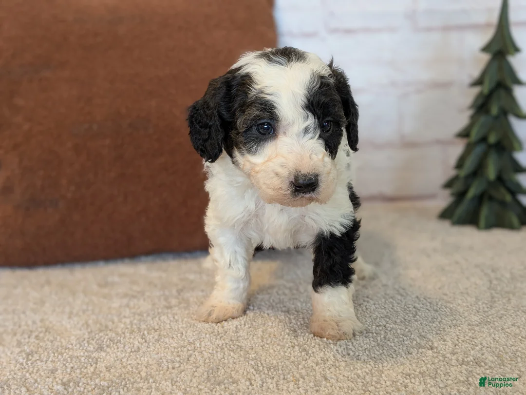 Mixed Breed dogs for sale: RoxAnn  - Ad 25