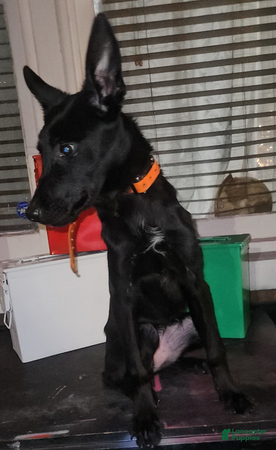 Belgian Malinois dogs for sale: Amber - Ad 4