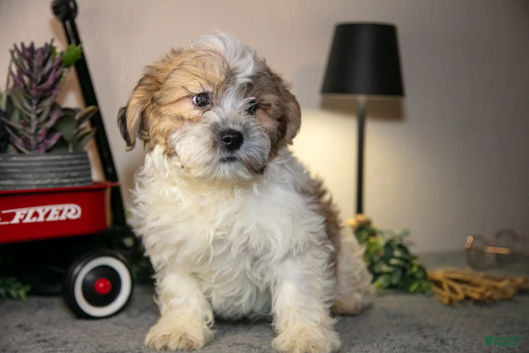 Teddy Bear dogs for sale: Vlad - Ad 3