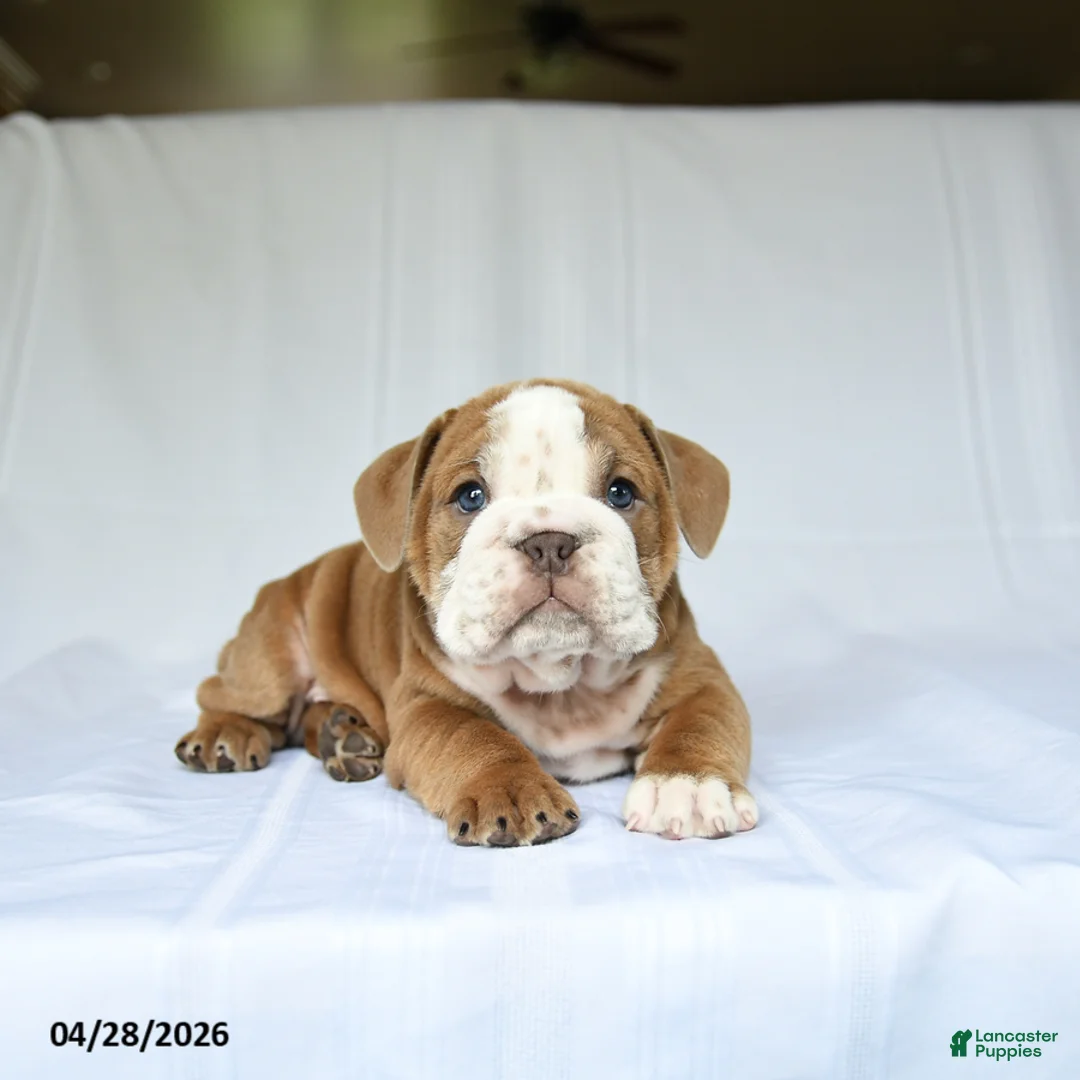 English Bulldog dogs for sale: Hero - Ad 2