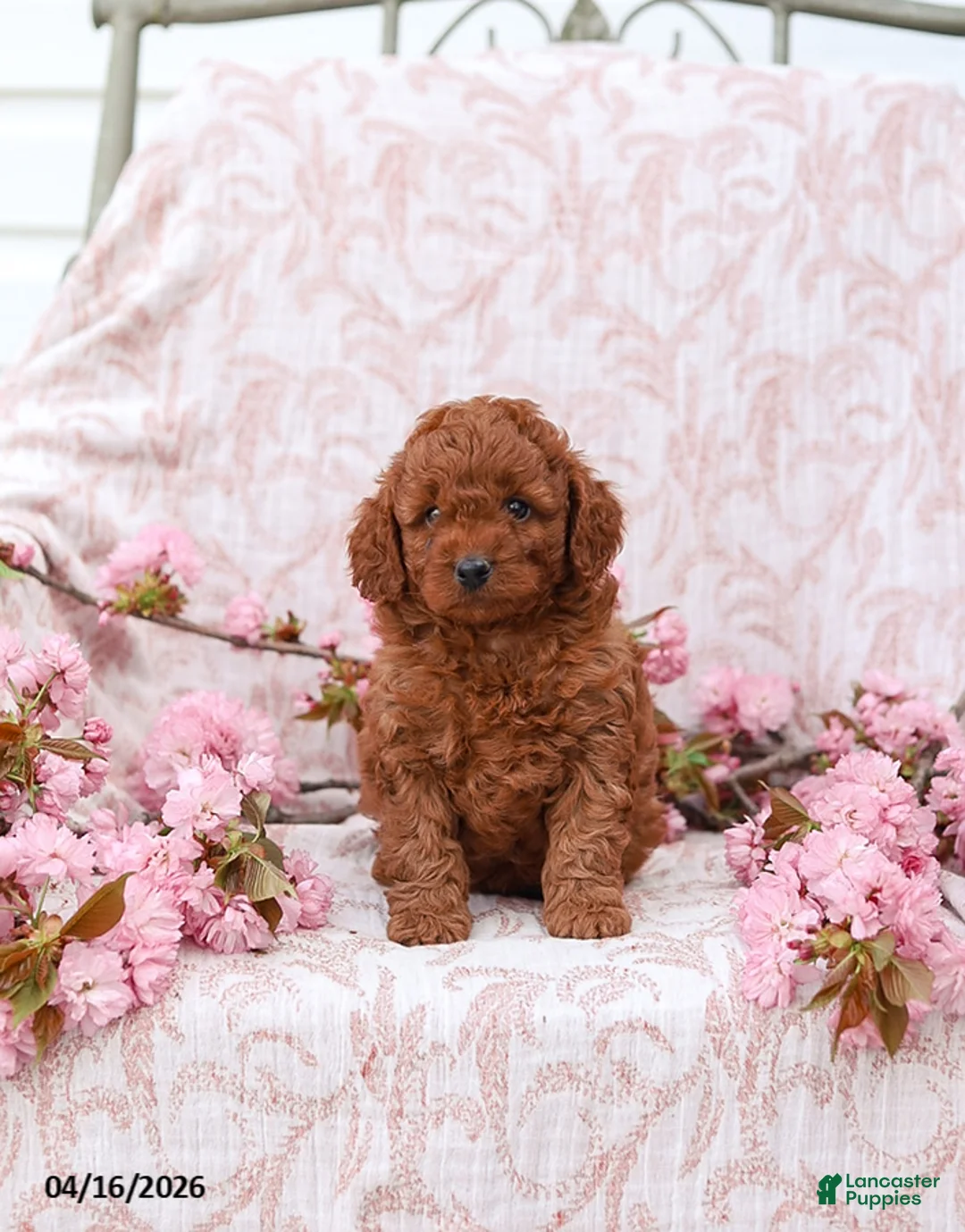 Cockapoo dogs for sale: Kyler - Ad 2