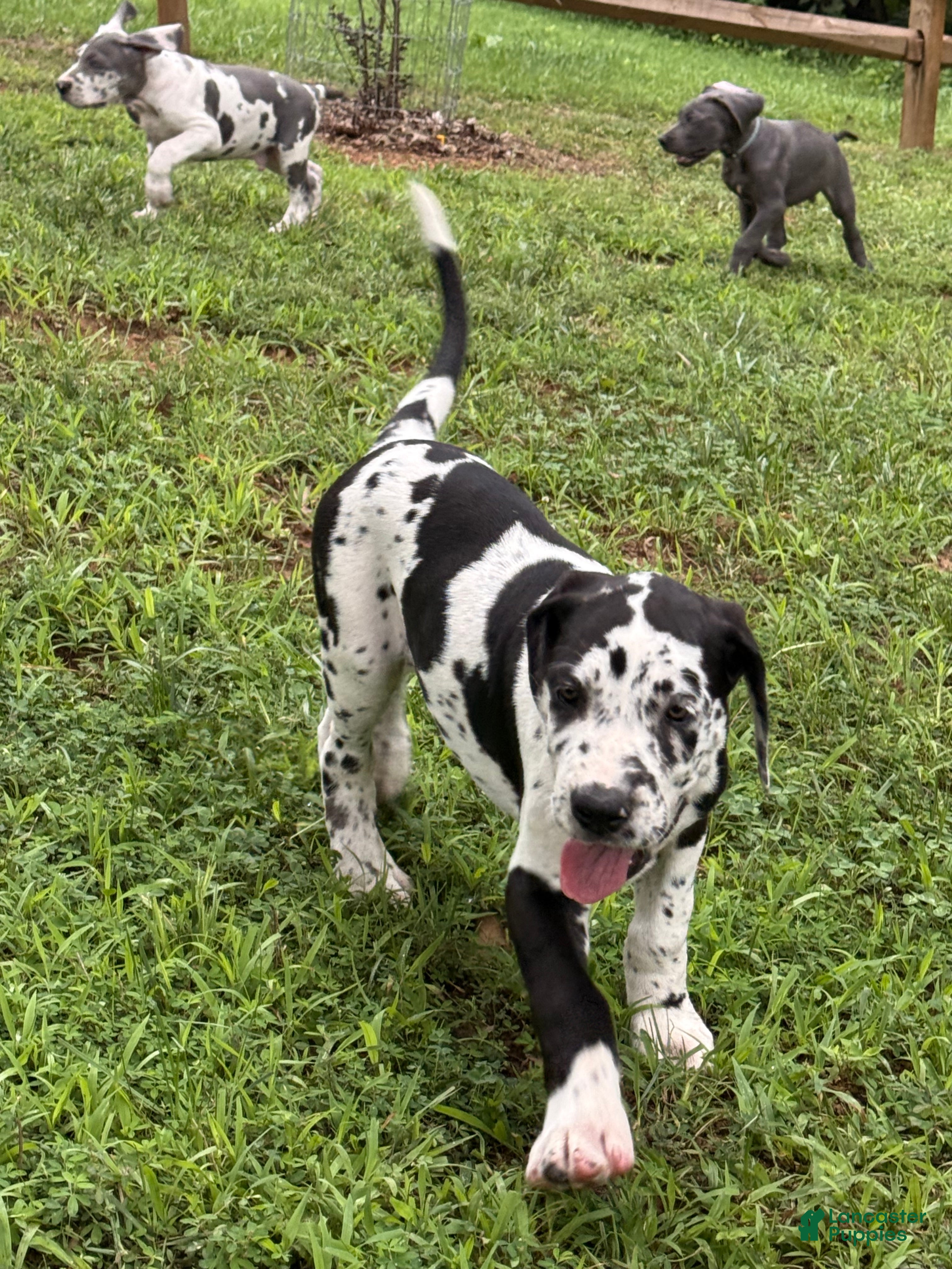 Great Dane dogs Pat Benatar - Ad 1