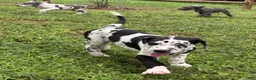 Great Dane dogs for sale: Pat Benatar - Ad 1