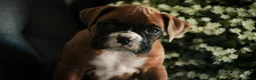 Boxer dogs for sale: Carrie - Ad 8