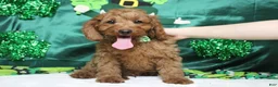 Cavapoo dogs for sale: Cinnamon  - Ad 2