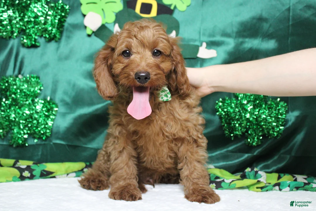 Cavapoo dogs for sale: Cinnamon  - Ad 2