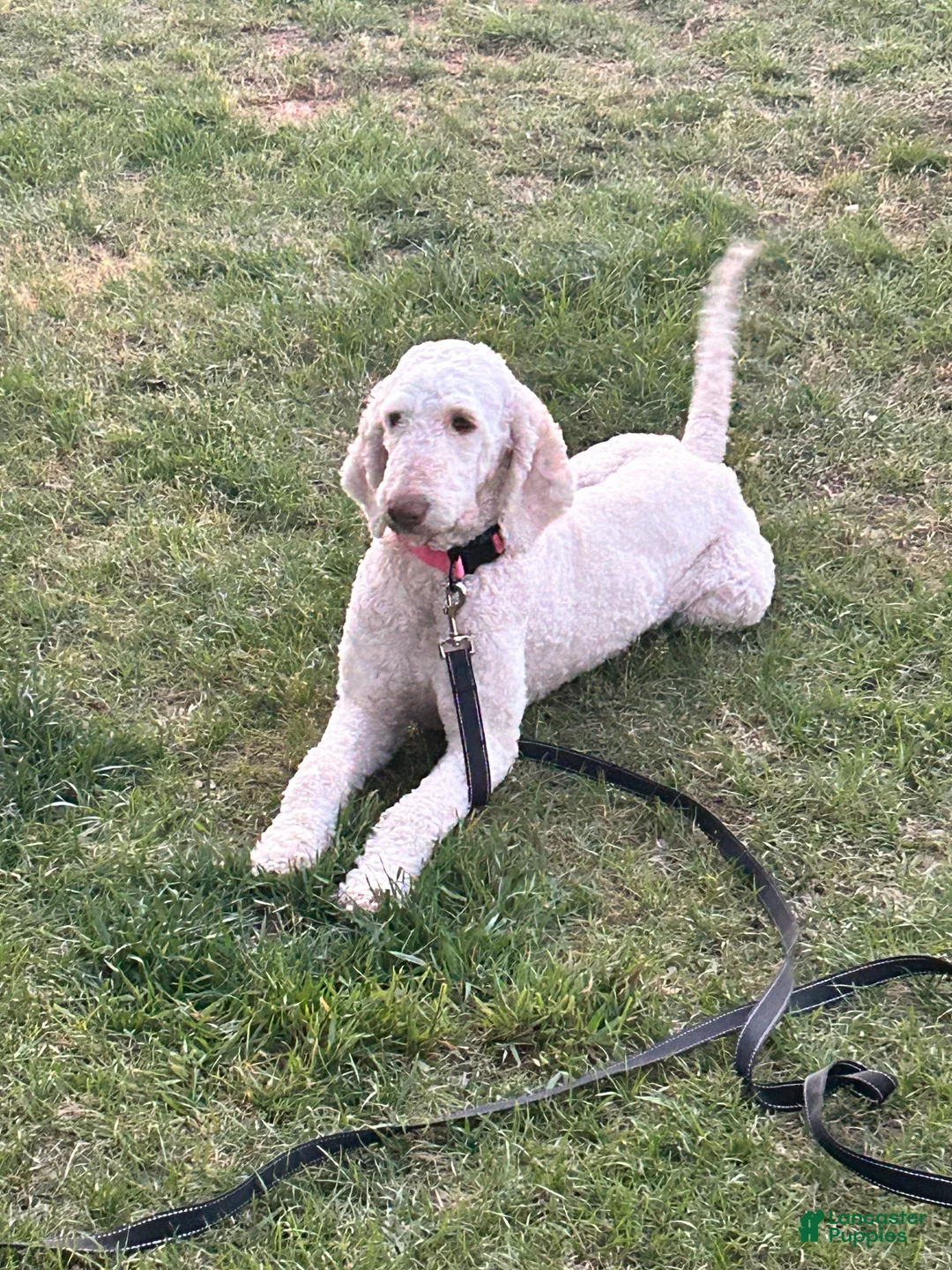Goldendoodle dogs for sale: "Lilly" Goldendoodle 2 - Ad 7