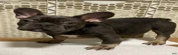 French Bulldog dogs for sale:  Puppy Bruno - Ad 2