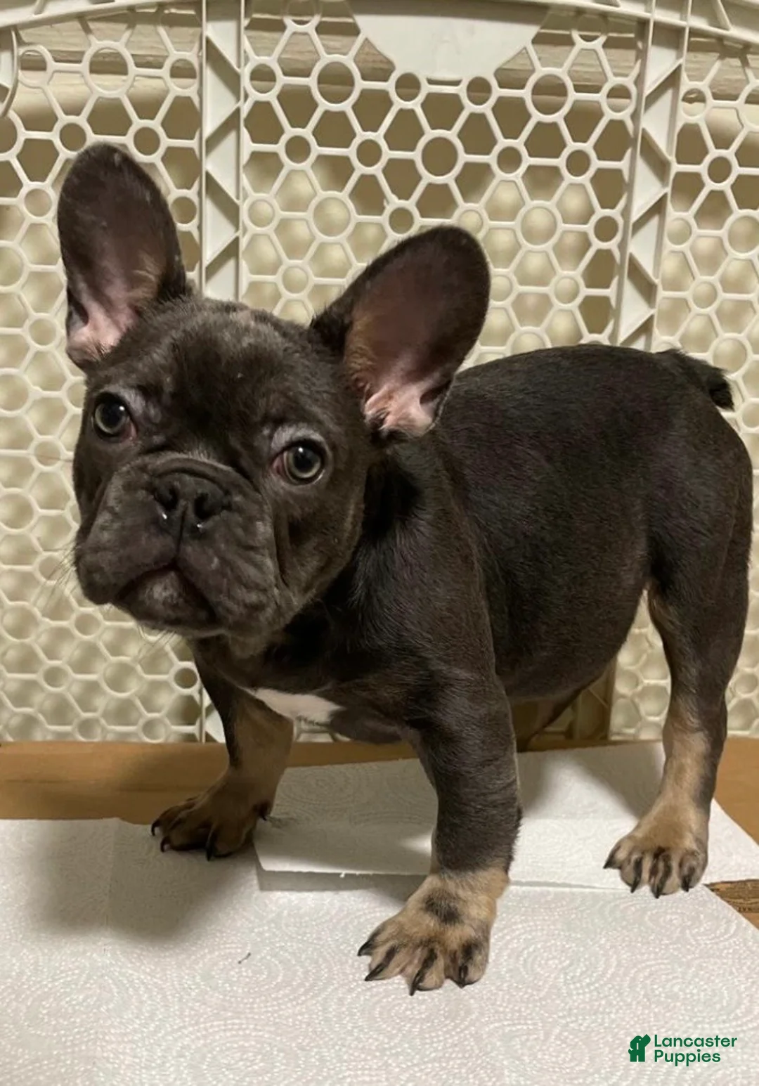 French Bulldog dogs for sale:  Puppy Bruno - Ad 2