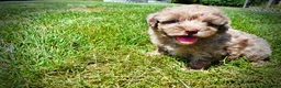 Havapoo dogs for sale: Innocent - Ad 10