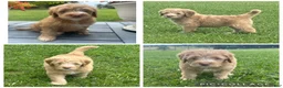 Goldendoodle dogs for sale: Abstract Apricot Girl - Ad 1