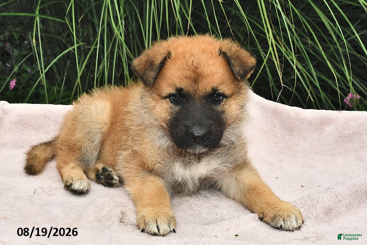 Mixed Breed dogs Elwood  - Ad 1