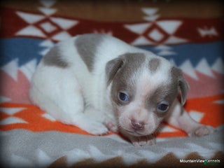 Chihuahua dogs - Ad 20