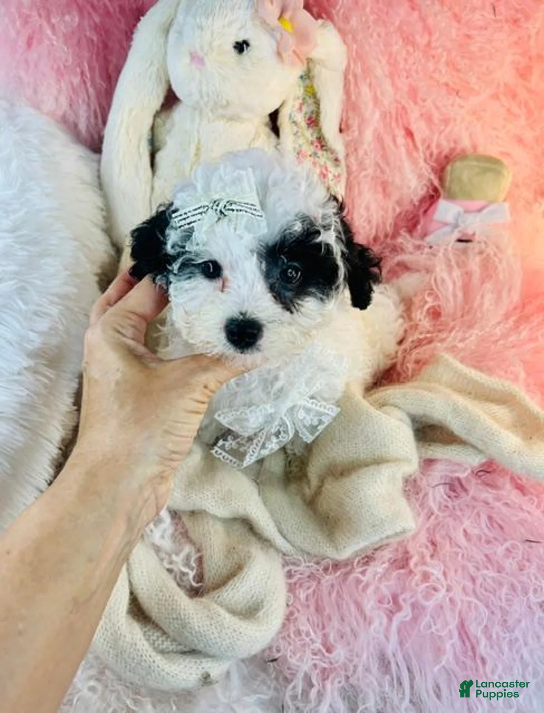 Toy Poodle dogs for sale: Toy Poodle 1 - Ad 2