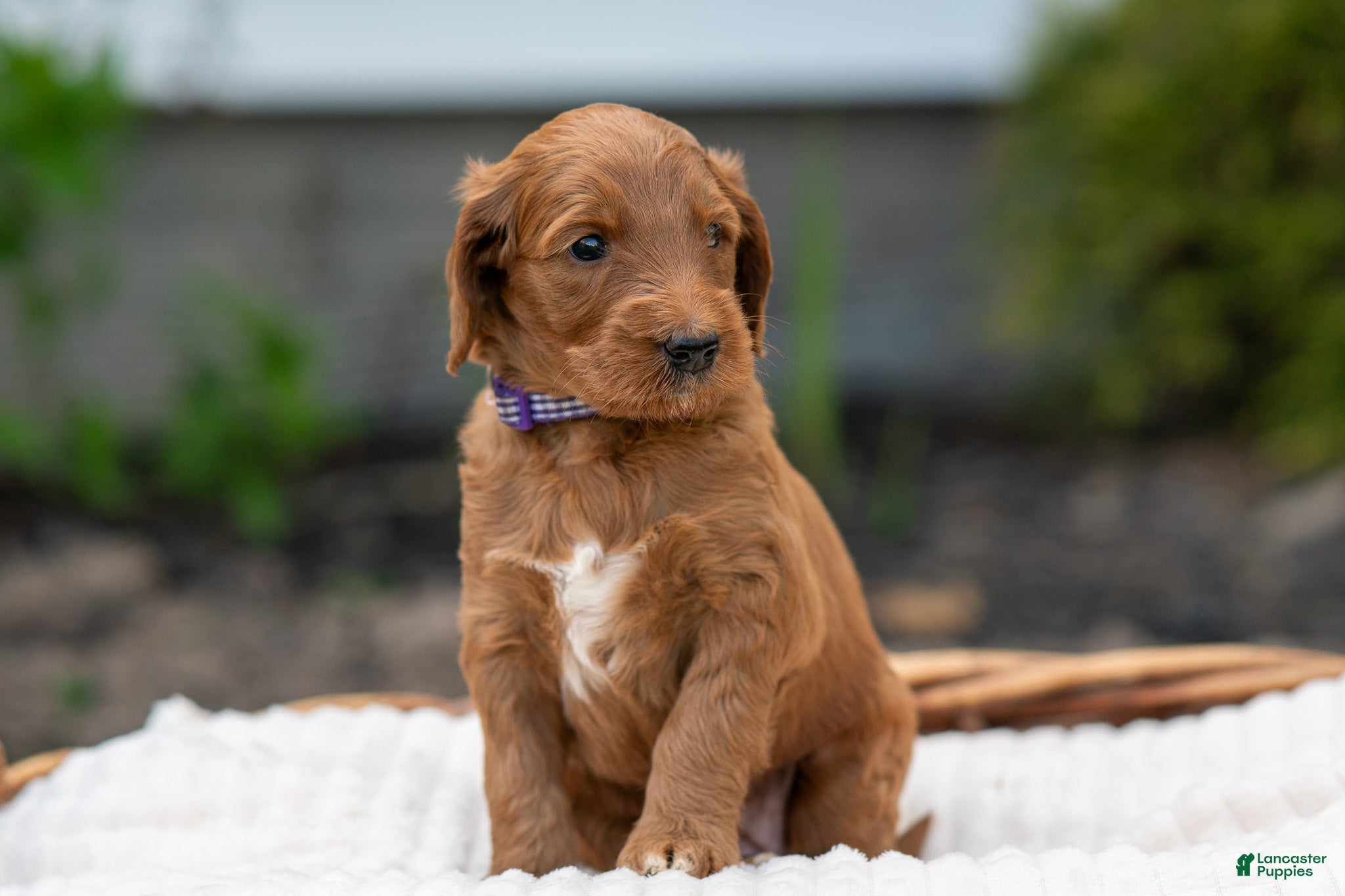 Irish Doodle dogs Dark Purple Collar - “Tiffany” - Ad 1