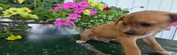 Chihuahua dogs for sale: Buster - Ad 4